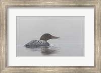 Common Loon in Early Morning Fog Fine Art Print