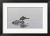 Common Loon in Early Morning Fog Fine Art Print