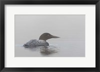 Common Loon in Early Morning Fog Fine Art Print