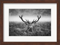 In the Wild Fine Art Print