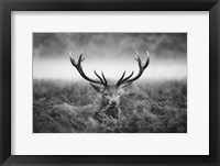 In the Wild Fine Art Print