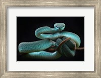 Trimeresurus Insularis (Blue) Fine Art Print