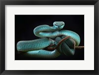 Trimeresurus Insularis (Blue) Fine Art Print