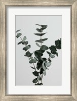Eucalyptus Natural 1 Fine Art Print
