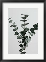 Eucalyptus Natural 1 Fine Art Print