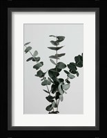 Eucalyptus Natural 1 Fine Art Print