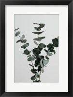 Eucalyptus Natural 1 Fine Art Print