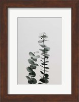Eucalyptus Natural 3 Fine Art Print
