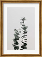 Eucalyptus Natural 3 Fine Art Print