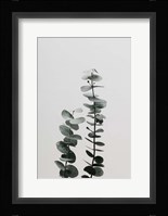 Eucalyptus Natural 3 Fine Art Print