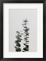 Eucalyptus Natural 3 Fine Art Print