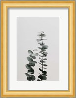 Eucalyptus Natural 3 Fine Art Print