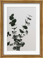 Eucalyptus Natural 4 Fine Art Print