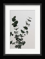 Eucalyptus Natural 4 Fine Art Print