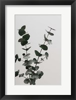 Eucalyptus Natural 4 Fine Art Print