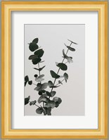 Eucalyptus Natural 4 Fine Art Print