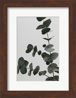 Eucalyptus Natural 5 Fine Art Print