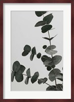 Eucalyptus Natural 5 Fine Art Print