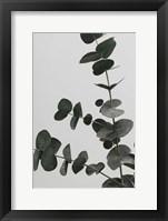 Eucalyptus Natural 5 Fine Art Print