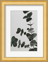 Eucalyptus Natural 5 Fine Art Print