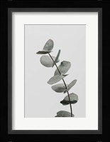 Eucalyptus Natural 6 Fine Art Print