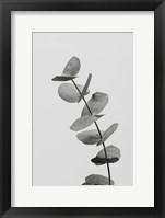 Eucalyptus Natural 6 Fine Art Print