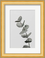 Eucalyptus Natural 6 Fine Art Print