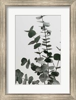 Eucalyptus Natural 7 Fine Art Print