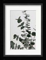 Eucalyptus Natural 7 Fine Art Print