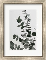 Eucalyptus Natural 7 Fine Art Print
