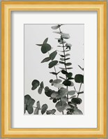 Eucalyptus Natural 7 Fine Art Print