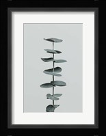 Eucalyptus Natural 9 Fine Art Print