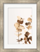 Eucalyptus Gold No 1 Fine Art Print