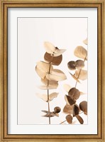 Eucalyptus Gold No 1 Fine Art Print