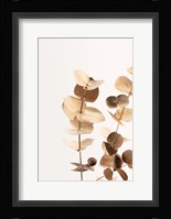 Eucalyptus Gold No 1 Fine Art Print