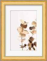 Eucalyptus Gold No 1 Fine Art Print