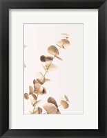 Eucalyptus Gold No 3 Fine Art Print