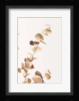 Eucalyptus Gold No 3 Fine Art Print