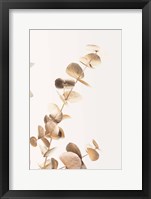 Eucalyptus Gold No 3 Fine Art Print