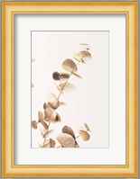 Eucalyptus Gold No 3 Fine Art Print