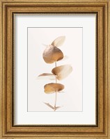 Eucalyptus Gold No 6 Fine Art Print
