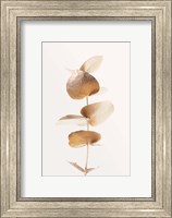 Eucalyptus Gold No 6 Fine Art Print