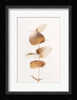 Eucalyptus Gold No 6 Fine Art Print