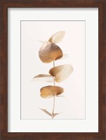 Eucalyptus Gold No 6 Fine Art Print