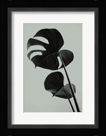 Monstera Teal 1 Fine Art Print