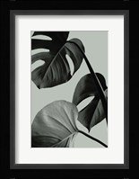 Monstera Teal 7 Fine Art Print