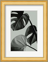 Monstera Teal 7 Fine Art Print