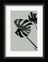 Monstera Teal 9 Fine Art Print