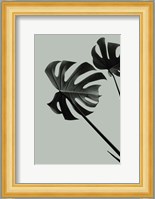 Monstera Teal 9 Fine Art Print