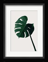 Monstera Natural 7 Fine Art Print